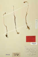Octarrhena lorentzii: Octarrhena lorentzii J.J.Sm., herbarium sheet, Römer, von 1338 (isotype specimen L)