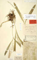 Liparis condylobulbon: Liparis confusa J.J.Sm. var. papuana J.J.Sm., herbarium sheet, Gjellerup 600 (isosyntype specimen L)