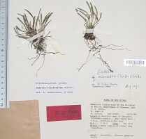 Dendrobium obreniforme: Dendrobium obreniforme Schuit. & Peter B.Adams (as Cadetia finisterrae Schltr.), type specimen: NGF (Henty, Isgar & Galore) 41657 (isoneotype L)