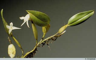 Dendrobium lonchigerum: Dendrobium lonchigerum Schltr., habit, photo A. Schuiteman, based on Yumte 109