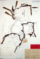 Mediocalcar versteegii: Mediocalcar versteegii J.J.Sm., herbarium sheet, Versteeg 1640 (holotype specimen BO)
