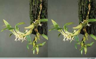 Bulbophyllum colliferum: Bulbophyllum colliferum J.J.Sm., plant habit, photo P. Jongejan, collection Royal Botanic Gardens, Kew, cult. P. Jongejan 1762