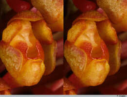 Robiquetia hamata: Robiquetia hamata Schltr., flower (stereo image), photo P. Jongejan, based on Jongejan 3102