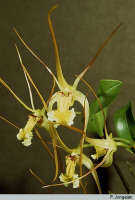Dendrobium mekynosepalum: Dendrobium mekynosepalum Schltr., flowers, photo P. Jongejan, based on Jongejan 992