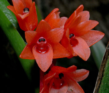 Epiblastus torricellensis