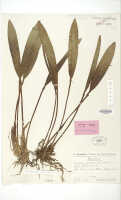 Dendrobium xanthocaulon: Dendrobium xanthocaulon Schltr., isosyntype specimen: Schlechter 19282 (L)