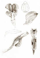 Dendrobium quinquelobum: Dendrobium quinquelobum (Schltr.) J.J.Sm., drawing J.J. Smith, based on Mayr 718