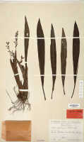 Eria subclausa: Eria subclausa Schltr., herbarium sheet, Schlechter 18143, isotype specimen (L)