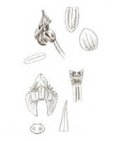 Crepidium protractum: overview picture