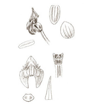 Crepidium protractum