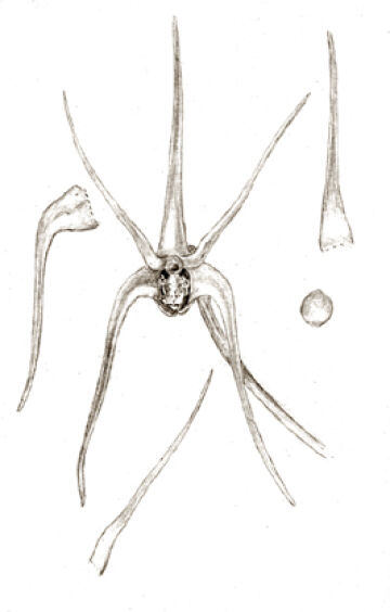 Dendrobium validicolle