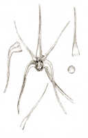 Dendrobium validicolle: Dendrobium validicolle J.J.Sm., drawing J.J. Smith, based on Djibdja 367
