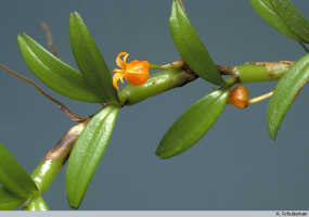 Mediocalcar umboiense: Mediocalcar umboiense Schuit., habit, photo A. Schuiteman, Leiden cult. 30682