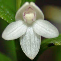 Dendrobium nigricans: Dendrobium nigricans Schltr. cf., flower, front view, photo Ed de Vogel, Leiden cult. 20030012b (Woitape Lodge ), from Papua New Guinea, Central Province