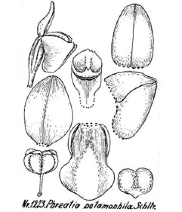 Phreatia constricta