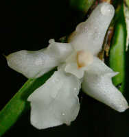 Agrostophyllum superpositum: Agrostophyllum superpositum Schltr. Flower, front view. Photo by Ed de Vogel, based on Leiden cult. 20030347 (de Vogel & Vogel)