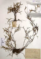 Glomera uniflora: Glomera uniflora J.J.Sm., herbarium sheet, Versteeg 1446, isosyntype specimen (BO)