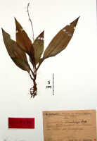 Crepidium stenostachys: Crepidium stenostachys (Schltr.) Szlach. (as Microstylis stenostachys Schltr.), herbarium sheet, Schlechter 19372 (isotype specimen BO)