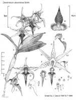 Dendrobium alexandrae: Dendrobium alexandrae Schltr., drawing John Cara, plant habit, flower analysis. from PNG.