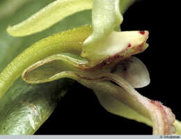 Dendrobium arfakense: Dendrobium arfakense J.J.Sm., flower, cut open, lateral view, photo A. Schuiteman, based on Leiden cult. 981070