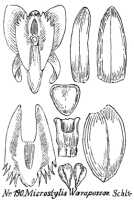 Crepidium warapussae: Crepidium warapussae (Schltr.) Szlach. (as Microstylis warapussae Schltr.), drawing R. Schlechter in Repert. Spec. Nov. Regni Veg. Beih. 21 (1923) t. 54, fig. 190