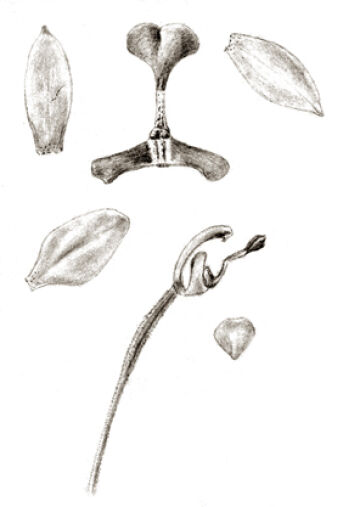Spathoglottis elobulata