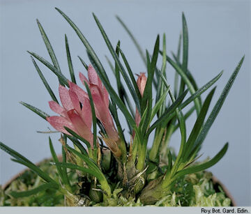 Dendrobium nardoides