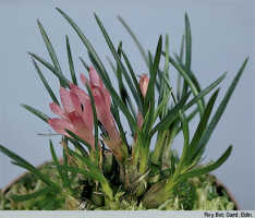 Dendrobium nardoides: Dendrobium nardoides Schltr., habit, photo Roy. Bot. Gard. Edin., based on Edinburgh cult. 711640