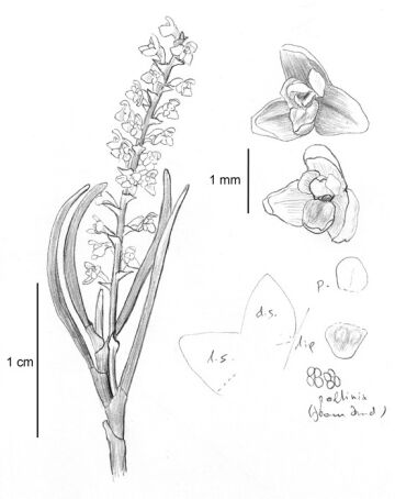 Octarrhena macgregorii