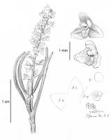 Octarrhena macgregorii: Octarrhena macgregorii (Schltr.) Schltr., drawing A. Schuiteman, based on Craven 2747