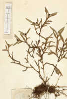 Glomera uniflora: Glomera uniflora J.J.Sm., detail of herbarium sheet, Versteeg 1446, isosyntype specimen (L)