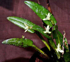 Dendrobium rumphiae: Dendrobium rumphiae Rchb.f., plant habit, photo Ed de Vogel, based on Leiden cult. 20031506 (Harris 1453), from Papua New Guinea, Gulf Prov.