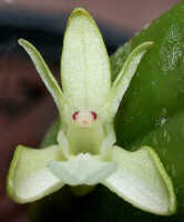 Dendrobium rumphiae: Dendrobium rumphiae Rchb.f., flower, front view, photo Ed de Vogel, based on Leiden cult. 20031506 (Harris 1453), from Papua New Guinea, Gulf Prov.