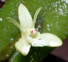 Dendrobium rumphiae: Dendrobium rumphiae Rchb.f., flower, oblique lateral view, photo Ed de Vogel, based on Leiden cult. 20031506 (Harris 1453), from Papua New Guinea, Gulf Prov.