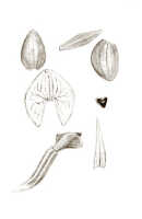 Crepidium tubulosum: Crepidium tubulosum (J.J.Sm.) Szlach., (as Microstylis tubulosa J.J.Sm.), flower, drawing J.J. Smith, based on Docters van Leeuwen 9795