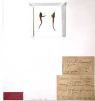 Calanthe papuana: Calanthe papuana (Schltr.) J.J.Sm., as Aulostylis papuana Schltr., herbarium sheet, Schlechter 17665, isosyntype specimen (BO)