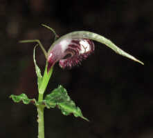 Corybas sagittatus: Corybas sagittatus S.P.Lyon, photo Stephanie Pimm Lyon, based on S.P. Lyon SPL 419 (holo L).