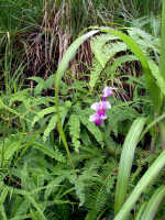 Arundina graminifolia: Arundina graminifolia (D.Don) Hochr., habitat, photo Ed de Vogel, Malaysia, Cameron Highlands