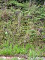 Arundina graminifolia: Arundina graminifolia (D.Don) Hochr., habitat, photo Ed de Vogel, Malaysia, Cameron Highlands