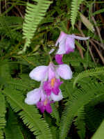 Arundina graminifolia: Arundina graminifolia (D.Don) Hochr., flowers, photo Ed de Vogel, Malaysia, Cameron Highlands