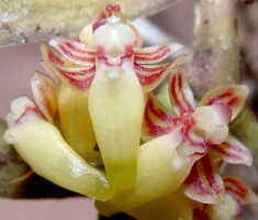 Robiquetia gautierensis: Robiquetia gautierensis (J.J.Sm.) Kocyan & Schuit., flowers, various views, photo E.F. de Vogel, Leiden cult. 20031520 (Harris 1469) from Papua New Guinea, Gulf Prov.