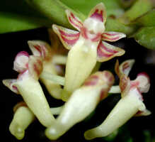 Robiquetia gautierensis: Robiquetia gautierensis (J.J.Sm.) Kocyan & Schuit., flowers, various views, photo E.F. de Vogel, Leiden cult. 20031520 (Harris 1469) from Papua New Guinea, Gulf Prov.