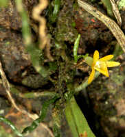 Taeniophyllum kompsopus: Taeniophyllum kompsopus Schltr., inflorescence, photo and cult Rheza Saputra s.n., from Indonesia, Papua Barat Prov.