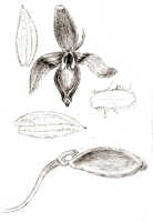 Bulbophyllum holochilum: Bulbophyllum holochilum J.J.Sm. var. pubescens J.J.Sm., floral analysis, drawing J.J. Smith, from Gjellerup 861