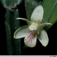 Dendrobium triquetrum: Dendrobium triquetrum Ridl., flower, photo J.B. Comber, ex PNG, Sogeri)