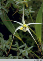 Dendrobium phalangium: Dendrobium phalangium Schltr., flower, photo J. Meijvogel, based on Leiden cult. 940501