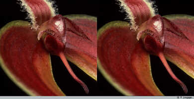 Bulbophyllum maxillare: Bulbophyllum maxillare (Lindl.) Rchb.f., flower detail, centre of flower, oblique lateral view, photo P. Jongejan, collection Royal Botanic Gardens, Kew, cult. P. Jongejan 598