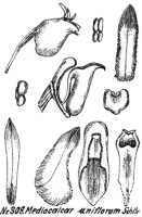 Mediocalcar uniflorum: Mediocalcar uniflorum Schltr., drawing R. Schlechter in Repert. Spec. Nov. Regni Veg. Beih. 21 (1923) t. 84, fig. 308