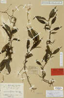 Crepidium protractum: Crepidium protractum (J.J.Sm.) Szlach. (as Microstylis protracta J.J.Sm. var. brevidens J.J.Sm.), herbarium sheet, Docters van Leeuwen 10931 (holotype specimen L)