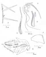 Dendrobium awormangae: Dendrobium awormangae Ormerod, drawing by Paul Ormerod in Checkl. Papuasian Orch. (2017) 173, 468 (fig.).